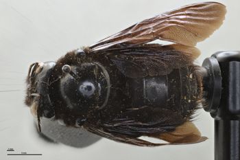 Media type: image;   Entomology 534799 Aspect: habitus dorsal view